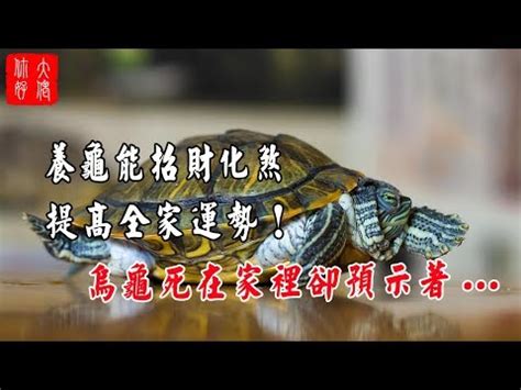 龜寓意|【烏龜代表】探索烏龜代表的吉祥寓意和象徵